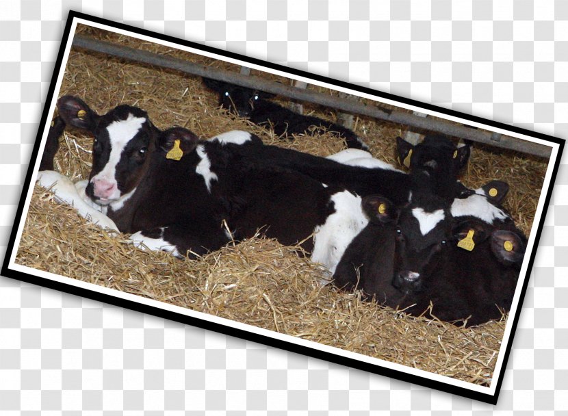 Dairy Cattle Calf Products Transparent PNG