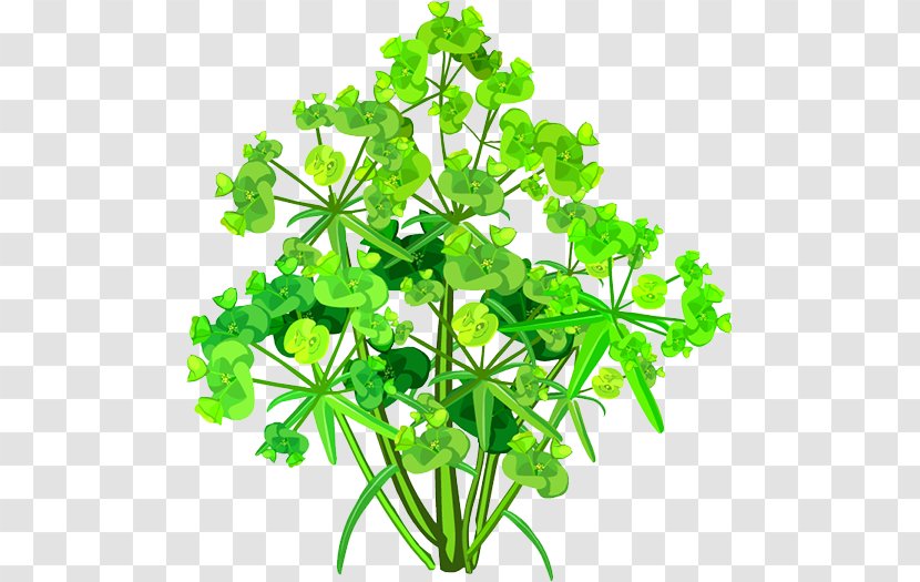 Parsley Plant Stem Leaf Flower Transparent PNG