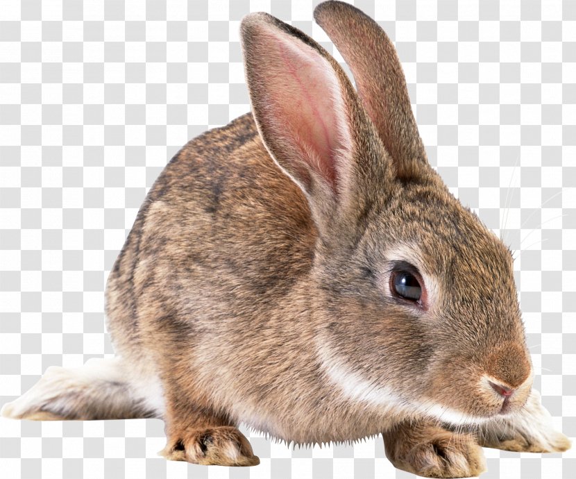 Domestic Rabbit Hare Clip Art - Gray Image Transparent PNG