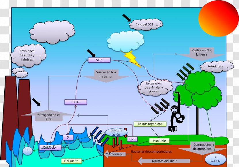 Biogeochemical Cycle Biogeochemistry Chemical Element Ecosystem Water Resources - Environmental Degradation - Orange Transparent PNG