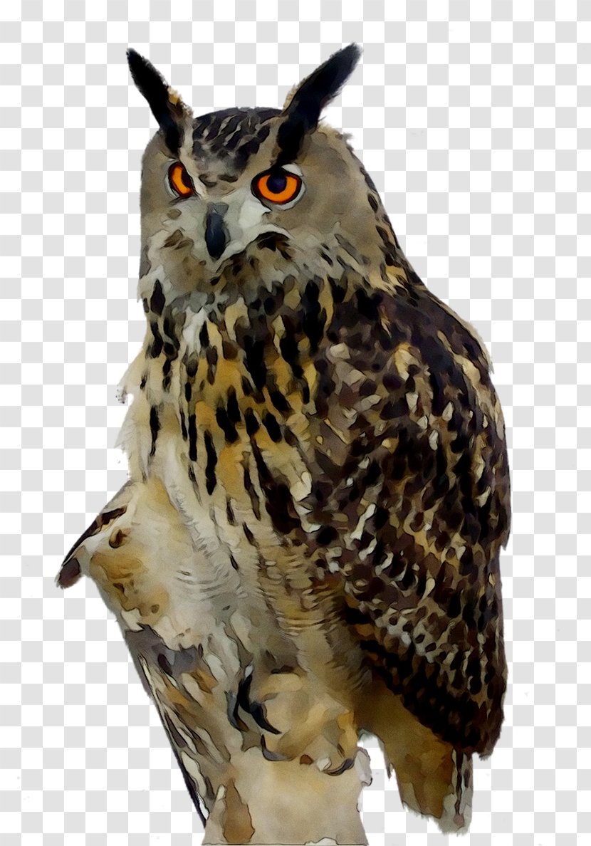 Eurasian Eagle-owl Bird Snowy Owl Barn - Nocturnality - Pygmy Transparent PNG