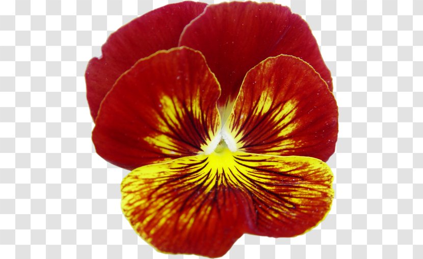 Pansy Magenta Annual Plant Close-up - Petal - Flowering Transparent PNG