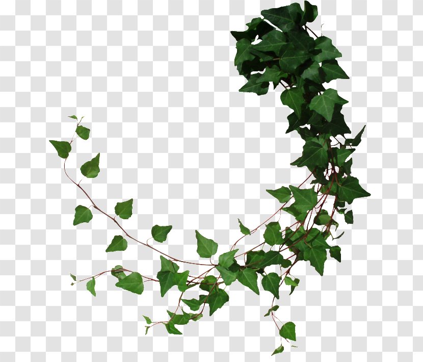 Vine Tree Common Ivy - Drawing Transparent PNG