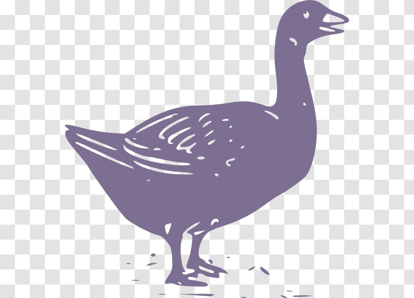 Duck Swan Goose Chicken Mute - Galliformes Transparent PNG