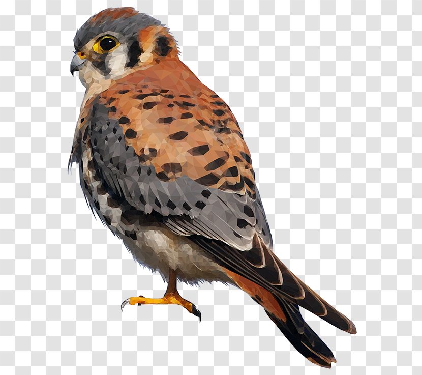 American Kestrel Falcon Bird Of Prey Merlin - Animal - Holger Krestel Transparent PNG