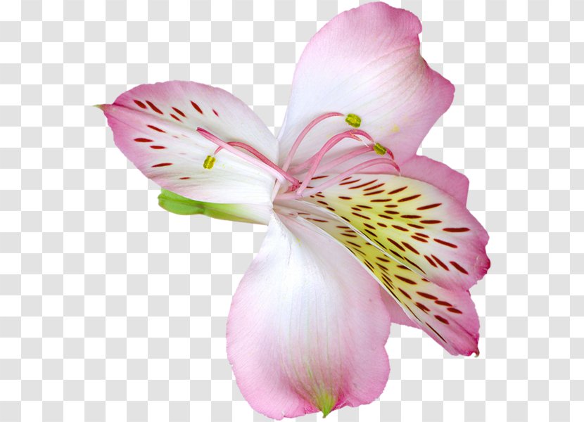 Flower Arum-lily Madonna Lily 'Stargazer' Clip Art - Peruvian Transparent PNG