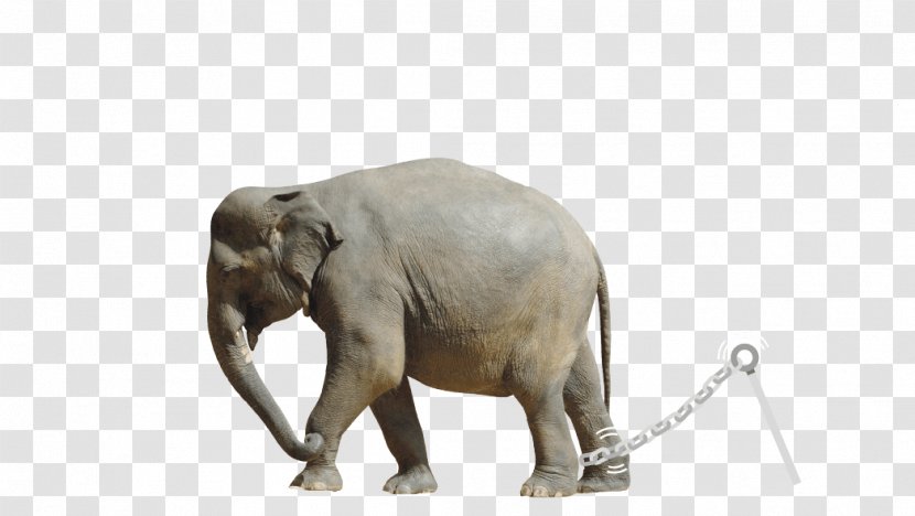 Indian Elephant African Tusk Wildlife - Snout Transparent PNG
