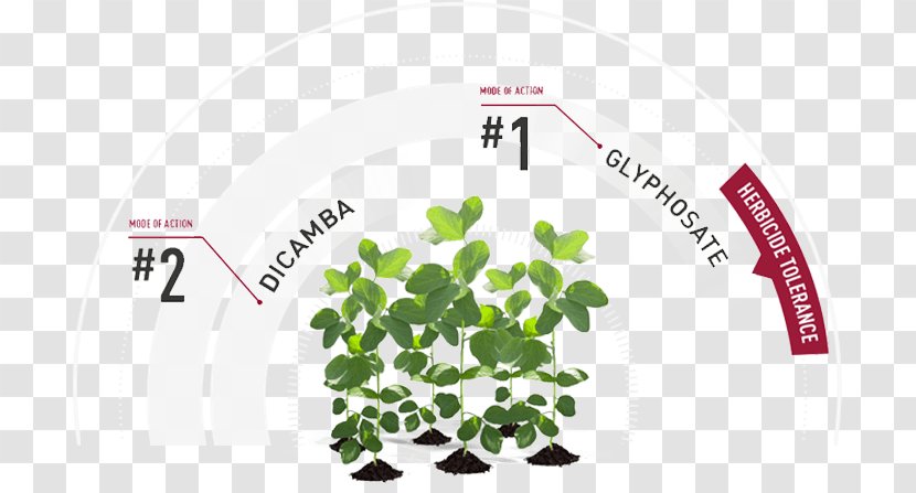 Roundup Ready Herbicide Genetically Modified Soybean Glyphosate - Alfalfa - Soybeans Transparent PNG