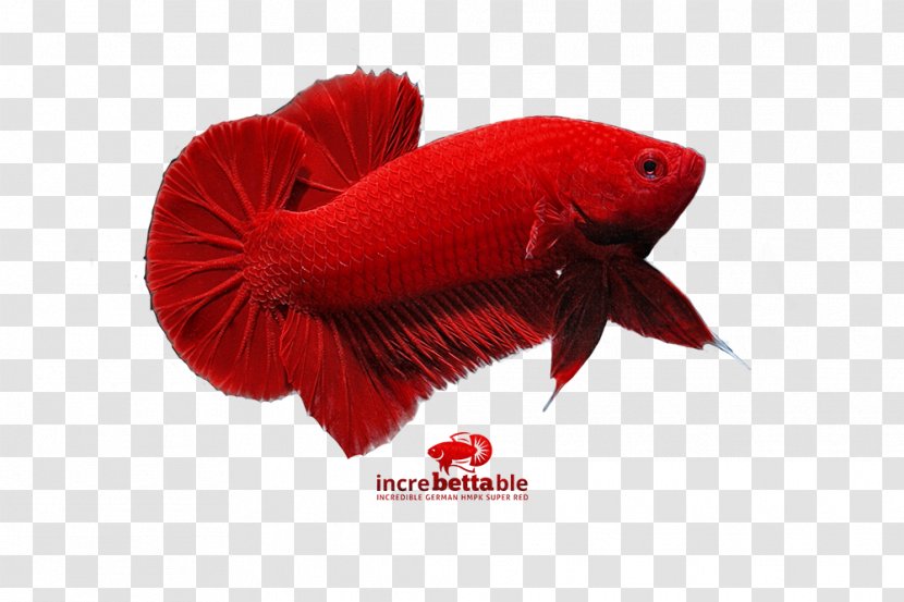 Siamese Fighting Fish Red Yellow Bettas - Coquelicot - Betta Graphic Transparent PNG