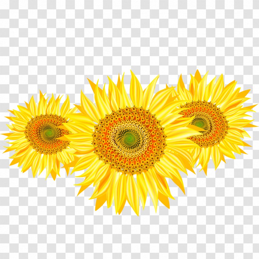 Common Sunflower The Seed - Gerbera Transparent PNG
