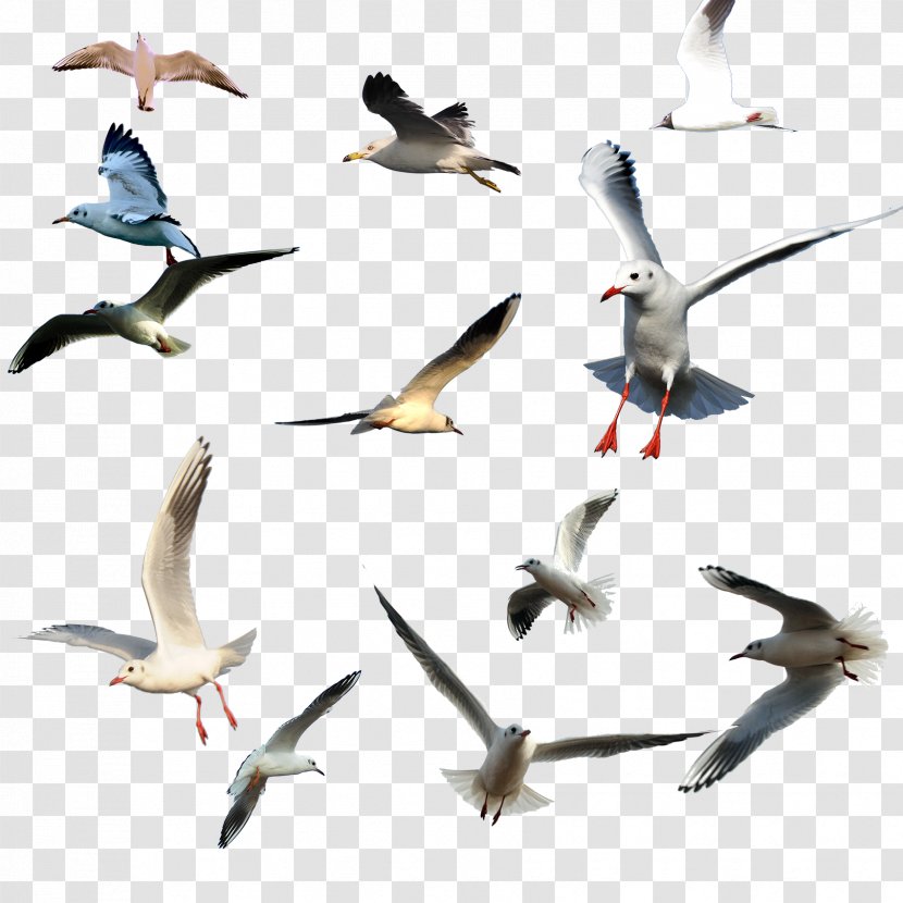 Bird Migration Flight Gulls Wader - Fauna Transparent PNG