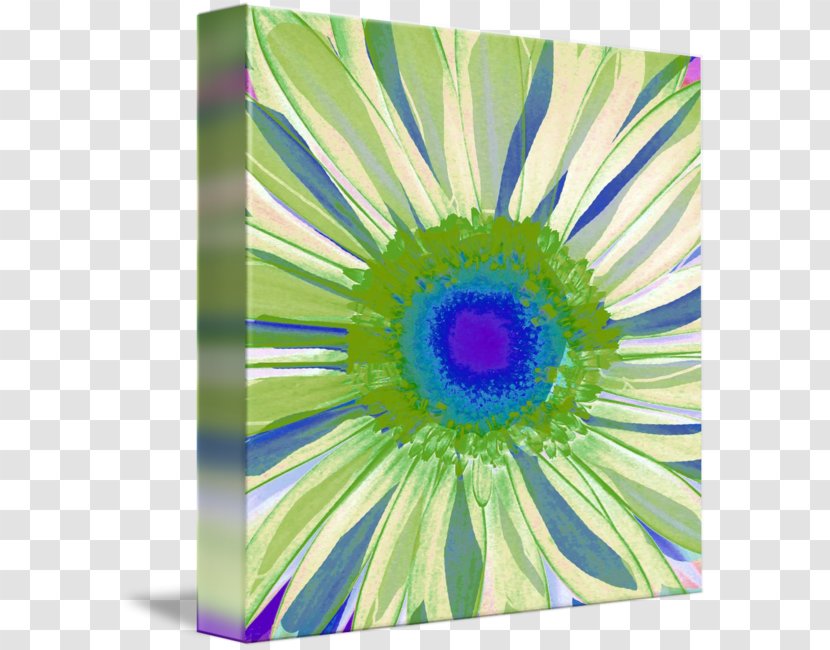 Transvaal Daisy Artist Painting Fine Art Transparent PNG