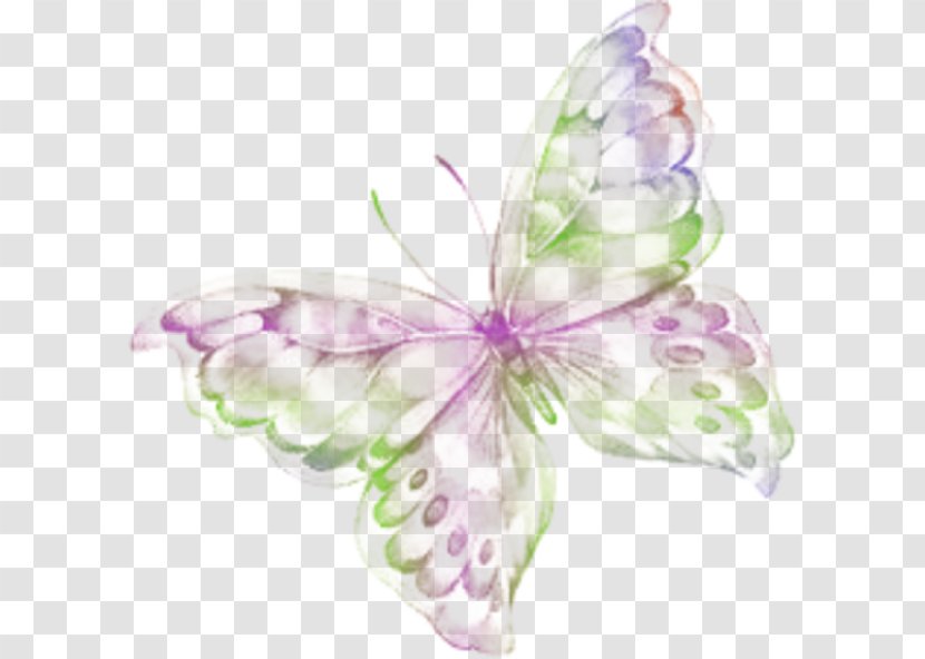 Butterfly Photobucket Animated Film - Frame Transparent PNG