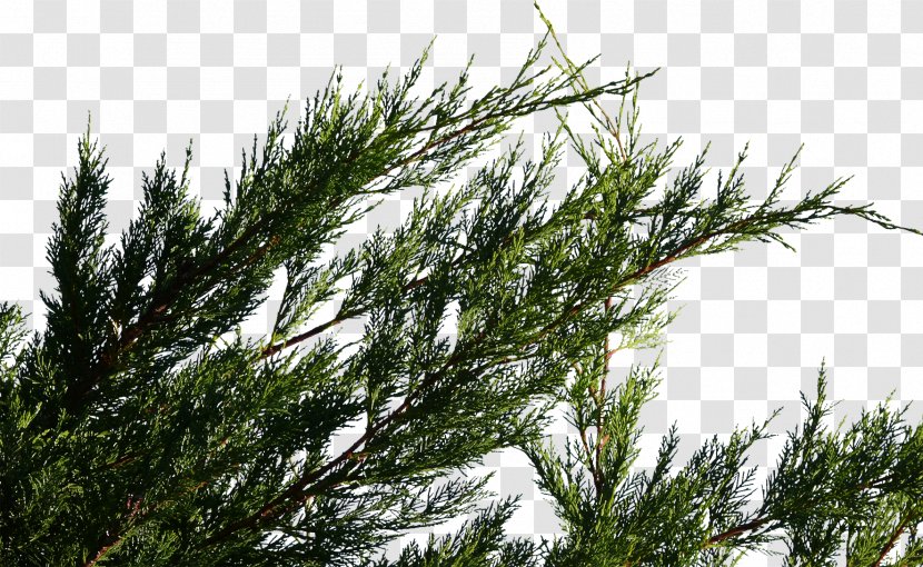 Spruce Fir Pine Tamarack Tree - Fir-tree Transparent PNG