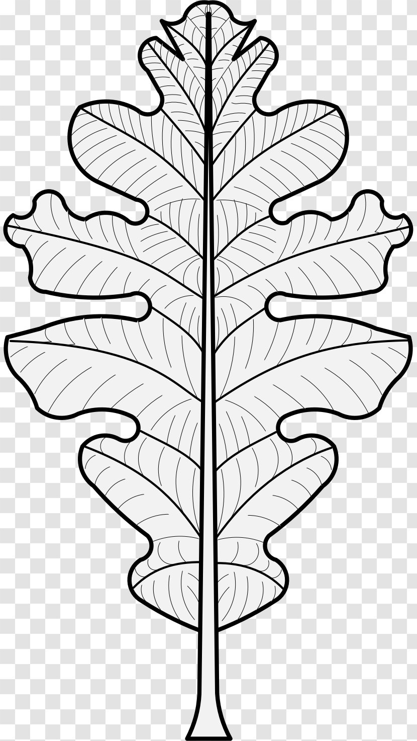 Leaf Plant Stem Heraldry Clip Art - Branch - Oak Transparent PNG