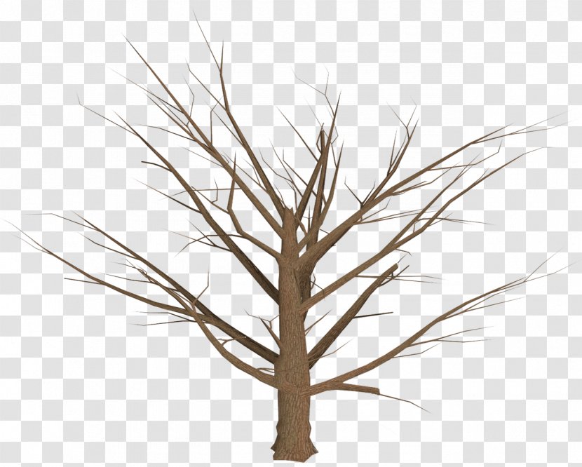Tree Branch Plant - Grass Family - Plan Transparent PNG