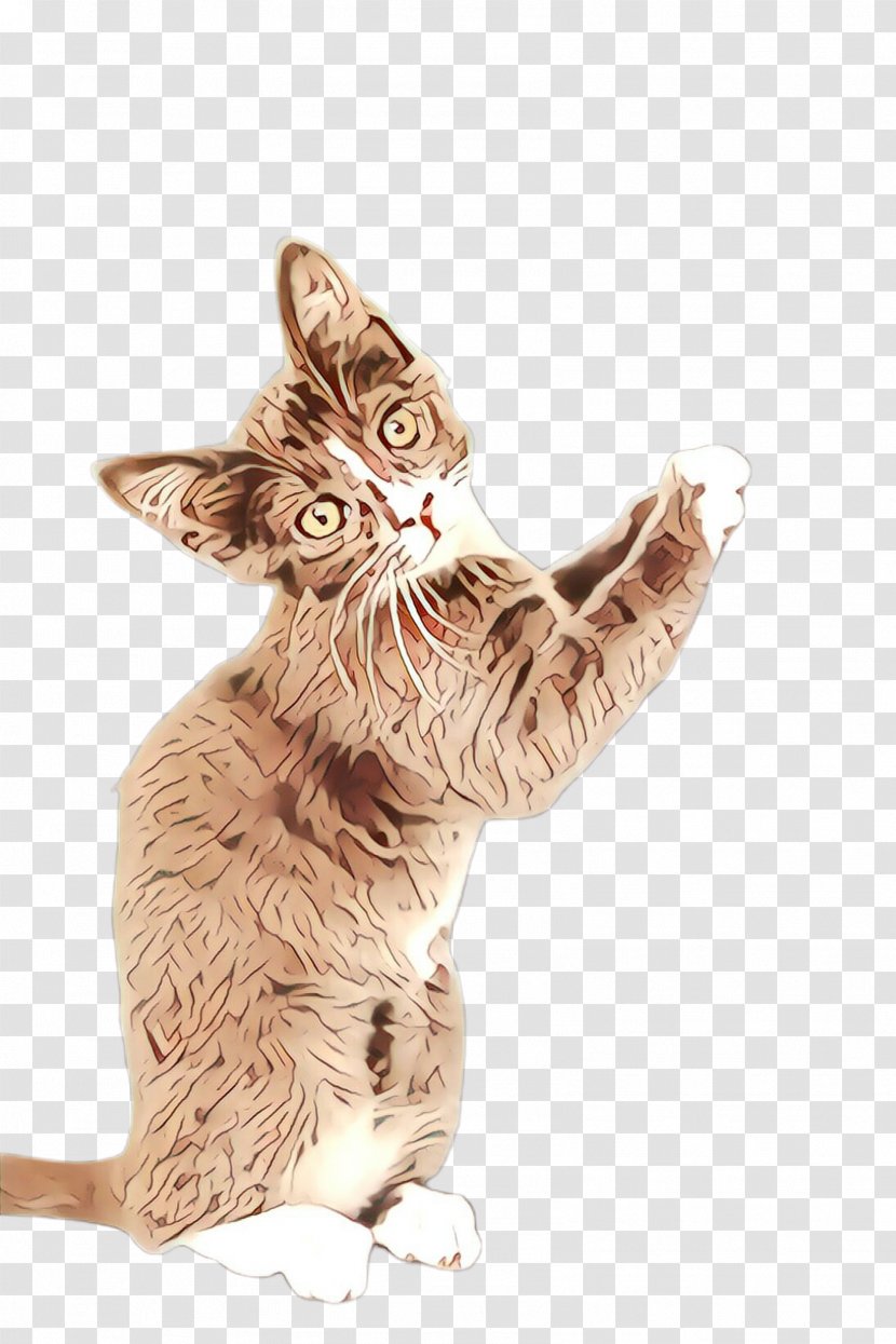 Cat Small To Medium-sized Cats Tabby Whiskers Kitten - Gesture - Fawn Transparent PNG