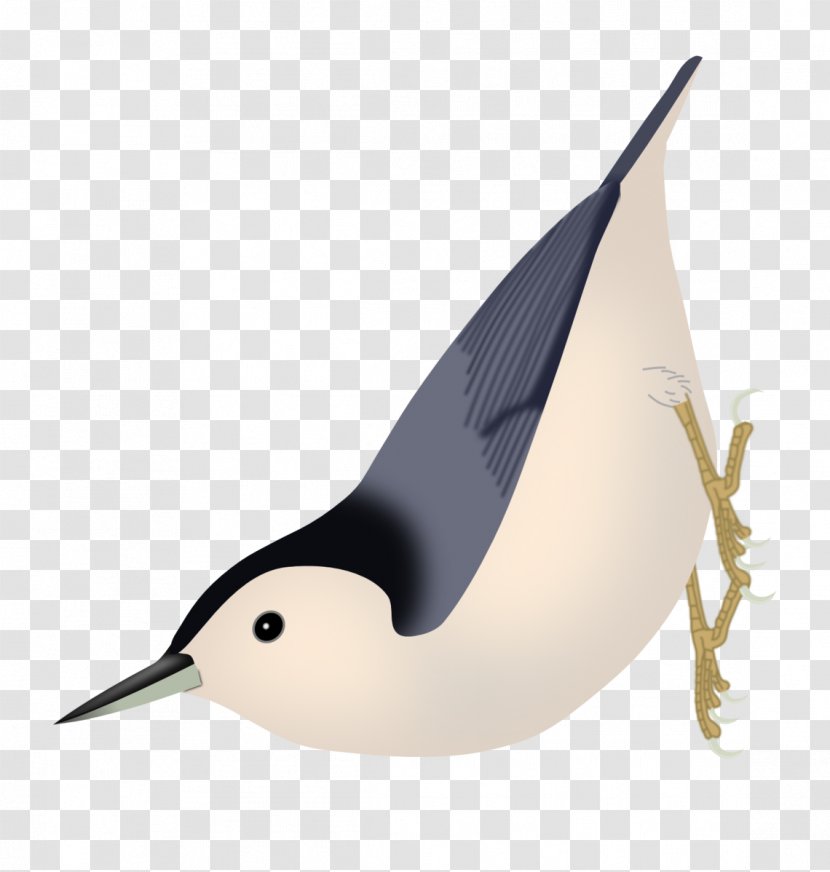 Bird Passerine White-breasted Nuthatch Yunnan Brown-headed - Feather - Crayons Transparent PNG