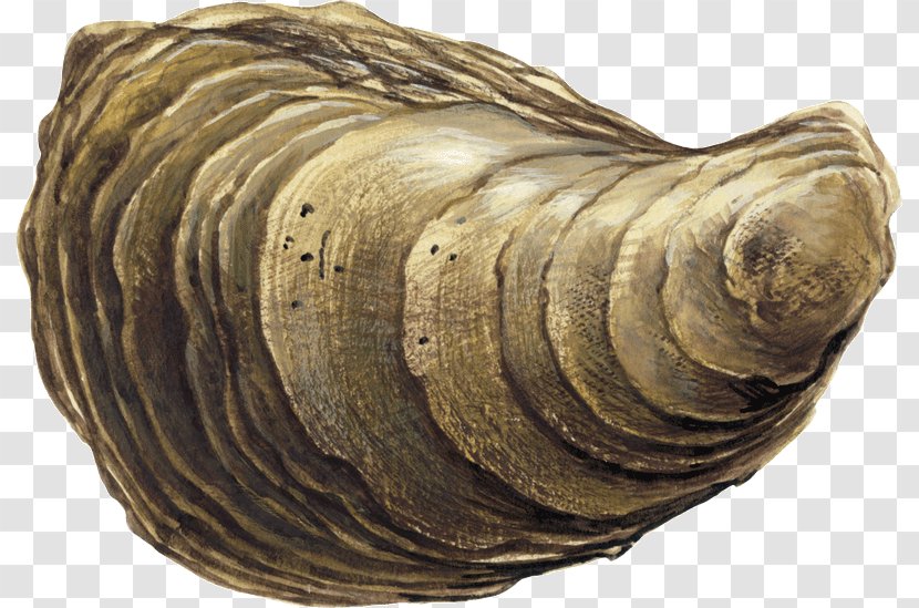 Cockle Conchology Sea Snail Seashell Transparent PNG