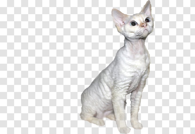 Donskoy Devon Rex Peterbald German Javanese Cat - Domestic Short Haired Transparent PNG