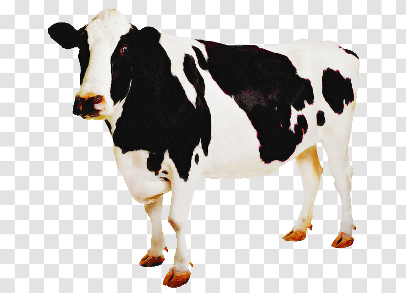 Dairy Cow Bovine Cow-goat Family Livestock Animal Figure Transparent PNG