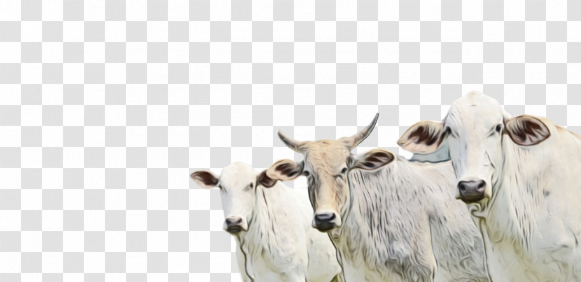 Goat Dairy Cattle Horn Dairy Transparent PNG