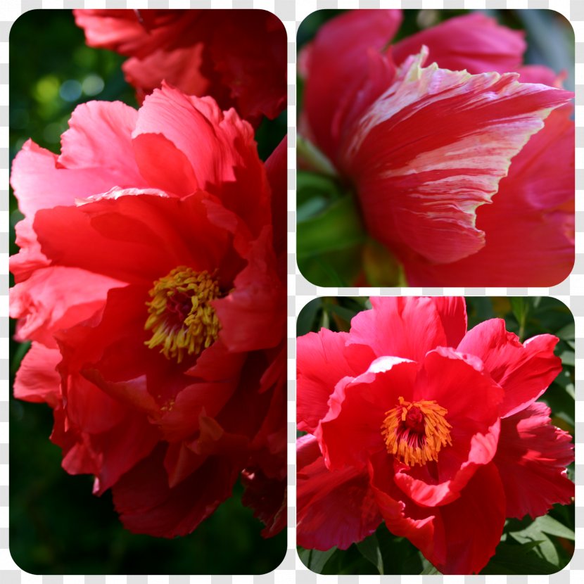 Japanese Camellia Flowering Plant Peony Annual - Herbaceous - Red Transparent PNG