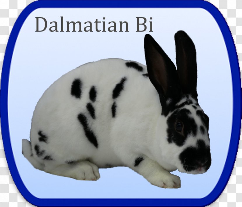 Domestic Rabbit British Mini Rex Club Dalmatian Dog Siamese Cat - 1 Transparent PNG