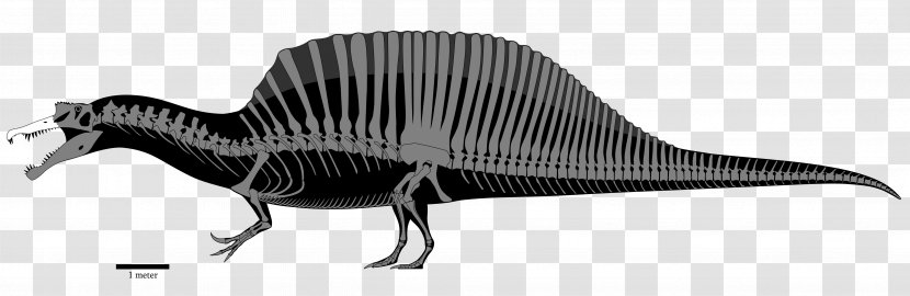 Tyrannosaurus Baryonyx Carcharodontosaurus Dinosaur Giganotosaurus - Amargasaurus Transparent PNG