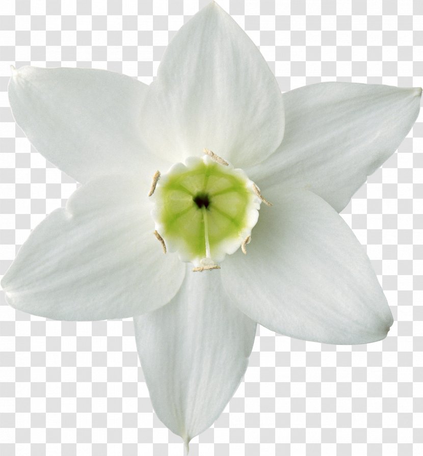 Flower Daffodil Plant Lilium - White Flowers Transparent PNG