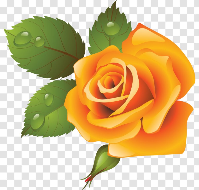 Garden Roses Cabbage Rose Floral Design Cut Flowers - Floristry - Flower Transparent PNG