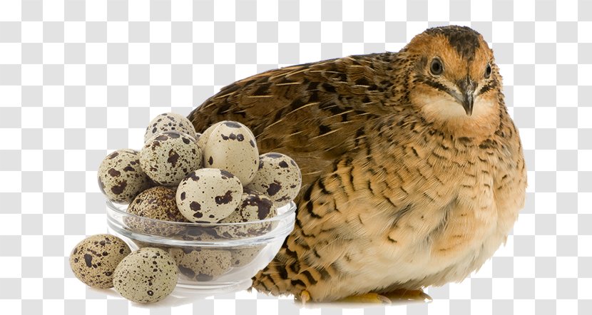 Common Quail Japanese Phasianidae Chicken Turkey - Bird - Eggs Transparent PNG