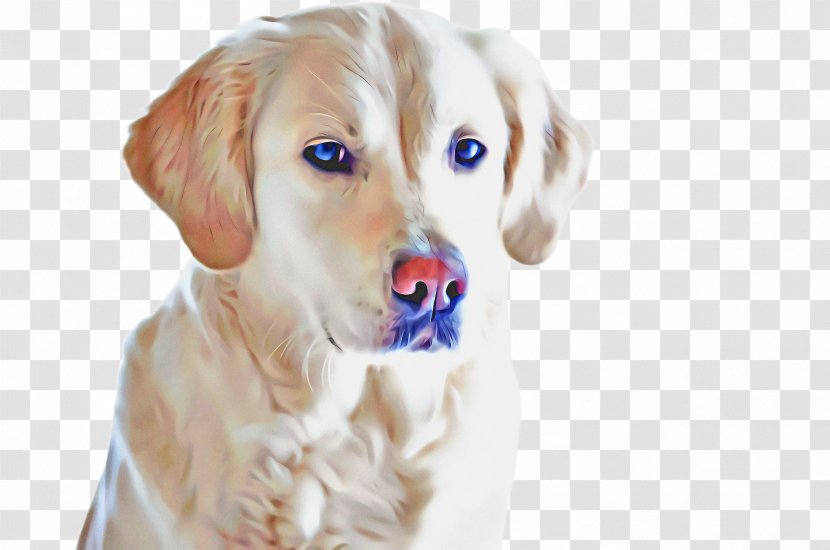 Golden Retriever Background - Cute Dog - Ear Fawn Transparent PNG