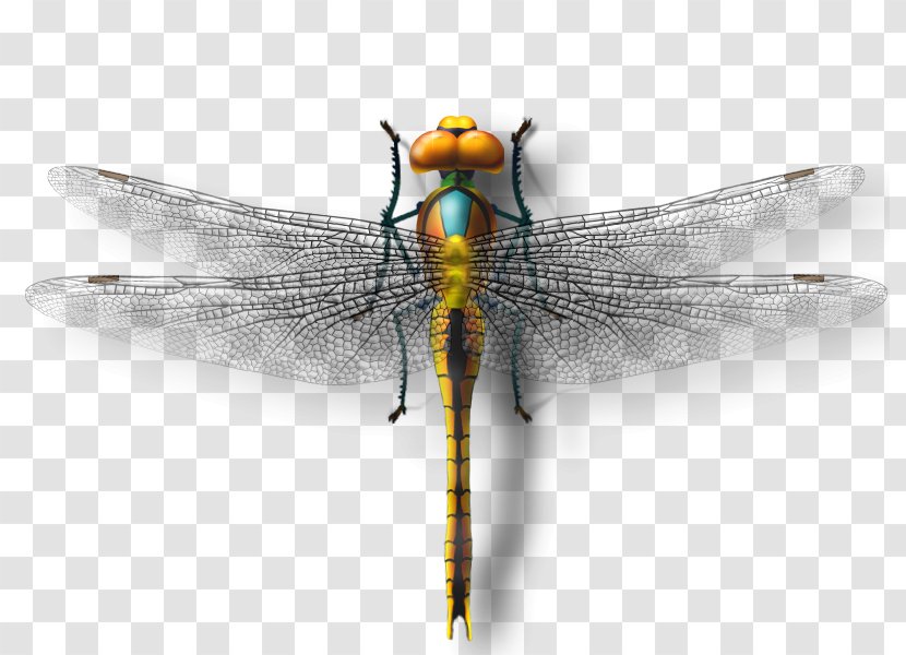 Dragonfly Insect Butterfly - Damselfly Transparent PNG