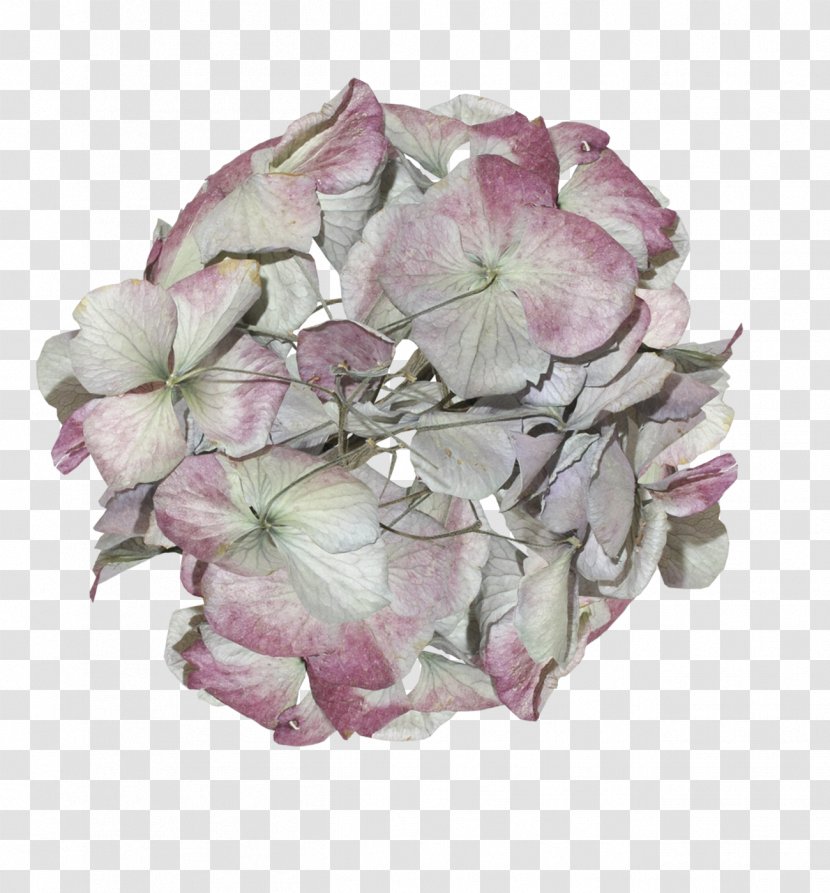 Hydrangea Cut Flowers Petal Pink M - Flowering Plant - Love Flower Transparent PNG