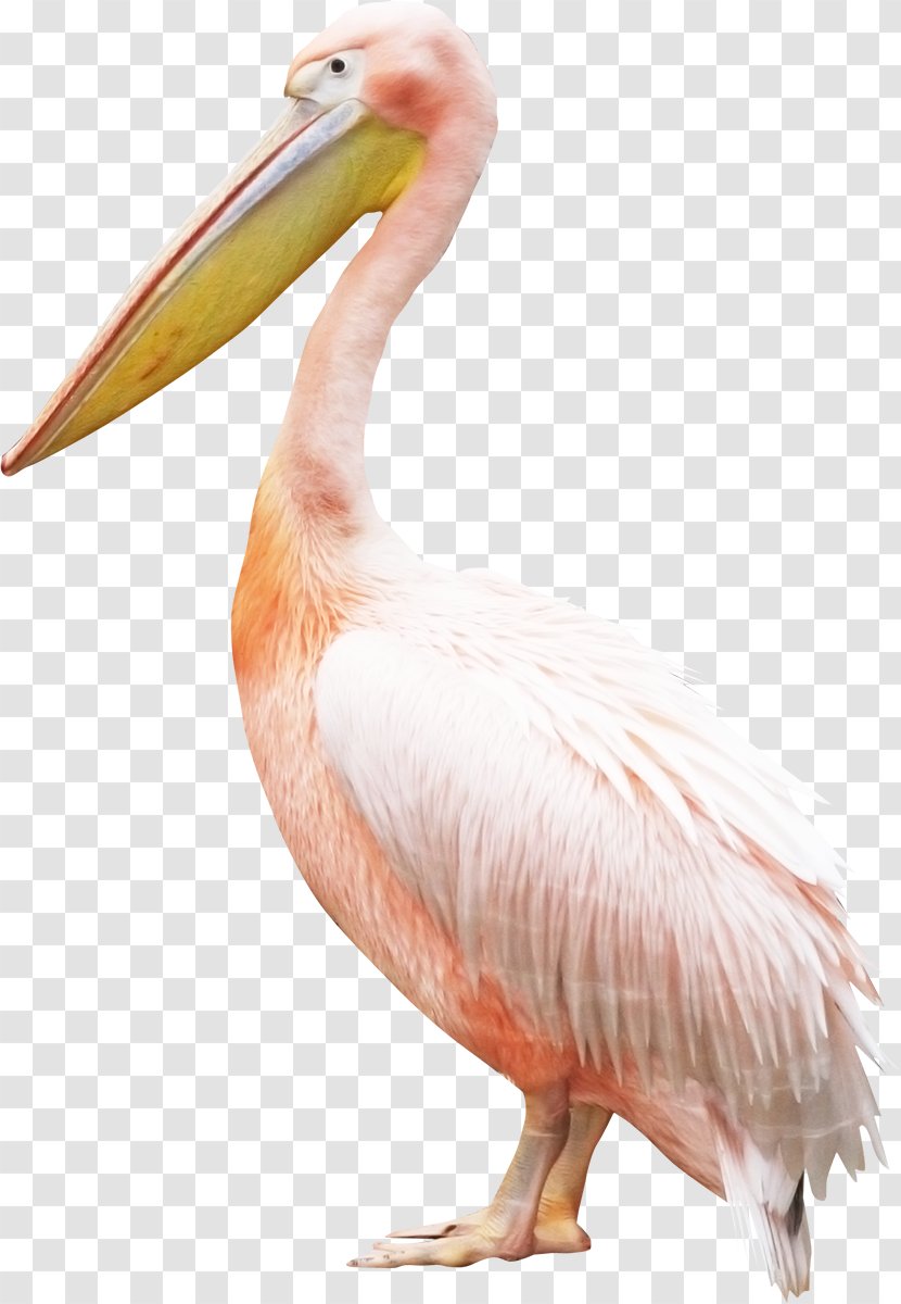 Bird Pelican Crane - Flamingo Transparent PNG