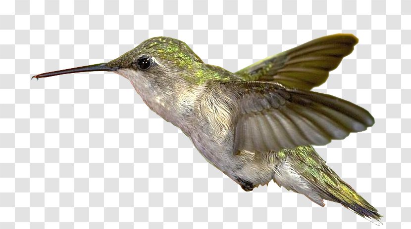 Bible Hummingbird Greeting - Cuculiformes - Espncom Transparent PNG