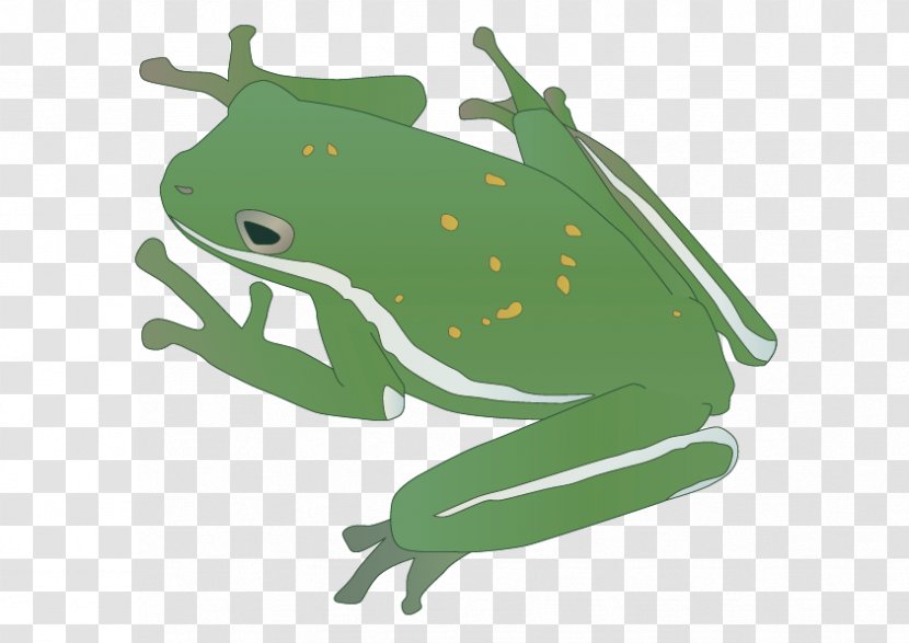Amphibian Reptile Frog Insect - Vector Transparent PNG