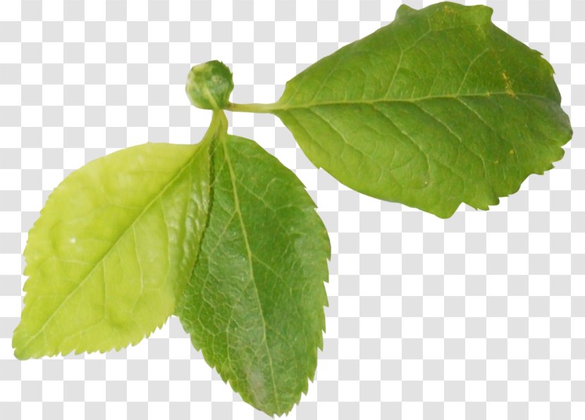 Green Leaf Background - Siberian Elm Mock Orange Transparent PNG