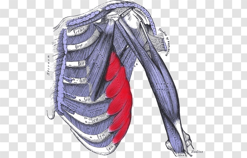 External Intercostal Muscles Internal Nerves Abdominal Oblique Muscle - Frame - Activities Chin Transparent PNG