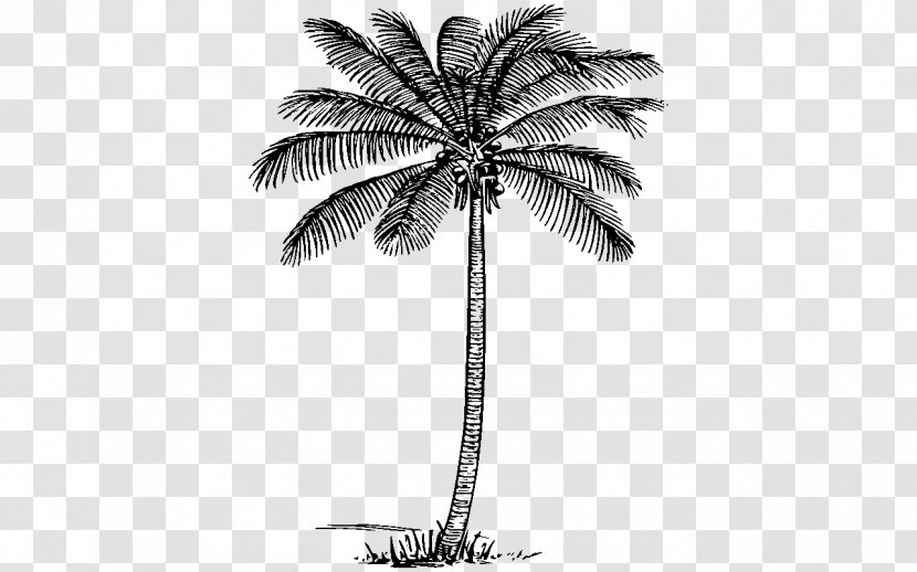 Arecaceae Tree Coconut Plant Clip Art - Monochrome - Jet Ribbon Transparent PNG