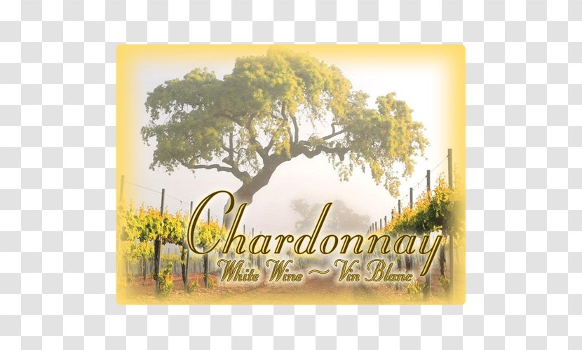 Wine Country Common Grape Vine Mural Drawing - Text Transparent PNG