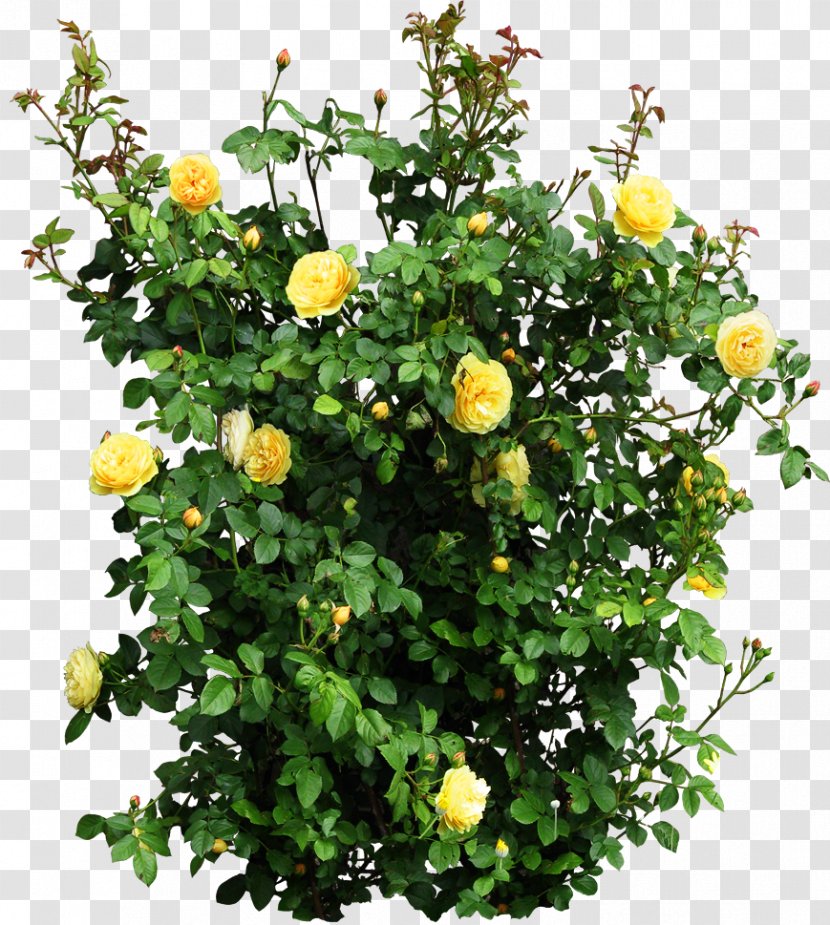 Plant Garden Roses Flower Shrub - Rosa Wichuraiana - Bush Transparent PNG