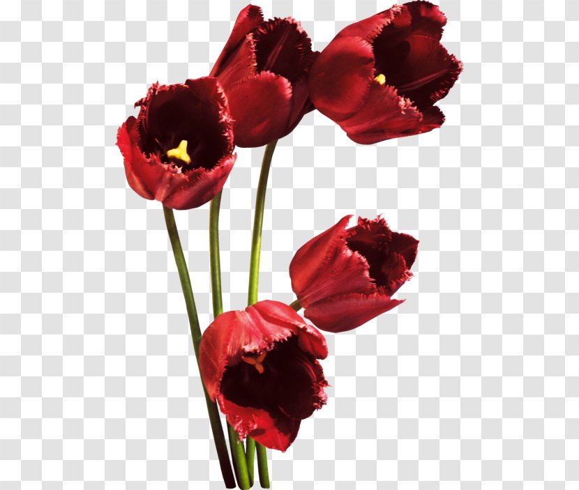 Tulip Red Petal Flower Bouquet - Flowering Plant Transparent PNG