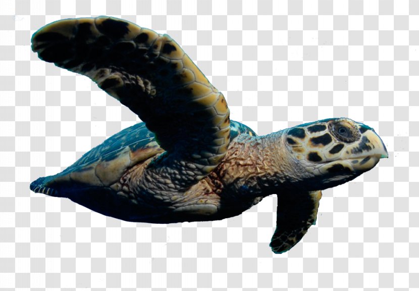 Loggerhead Sea Turtle Tortoise Transparent PNG