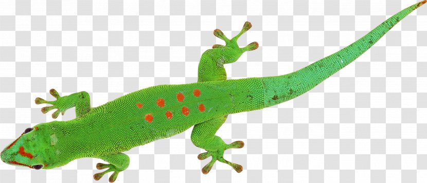 Lizard Chameleons Reptile Phelsuma Transparent PNG
