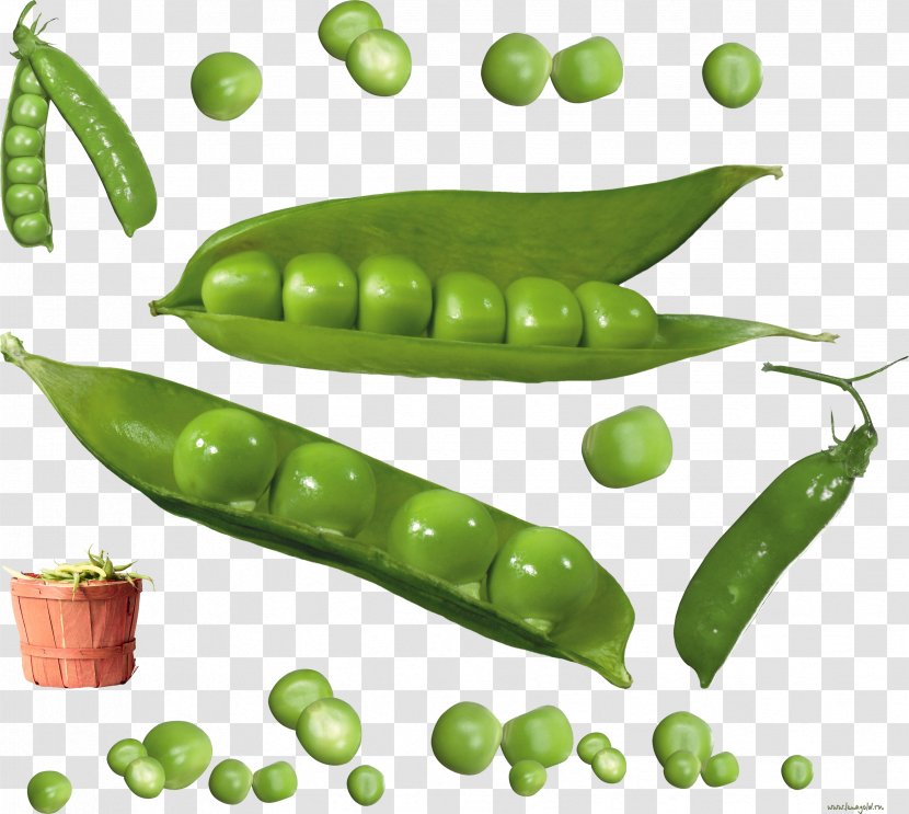 Snow Pea Common Bean Silique Drawing Transparent PNG