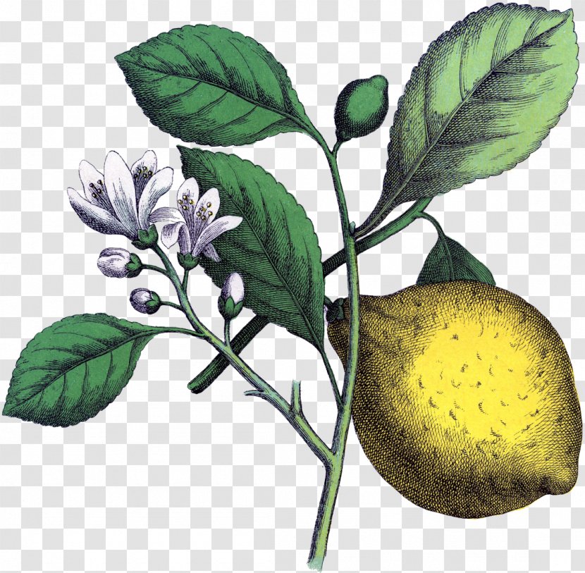 Drawing Lemon Botanical Illustration - Branch Transparent PNG