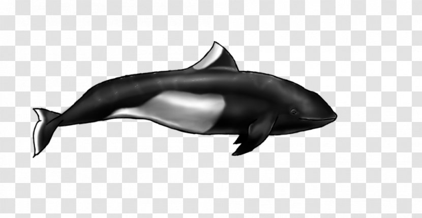 Common Bottlenose Dolphin Short-beaked Tucuxi Rough-toothed Wholphin - Black And White - Dall Transparent PNG