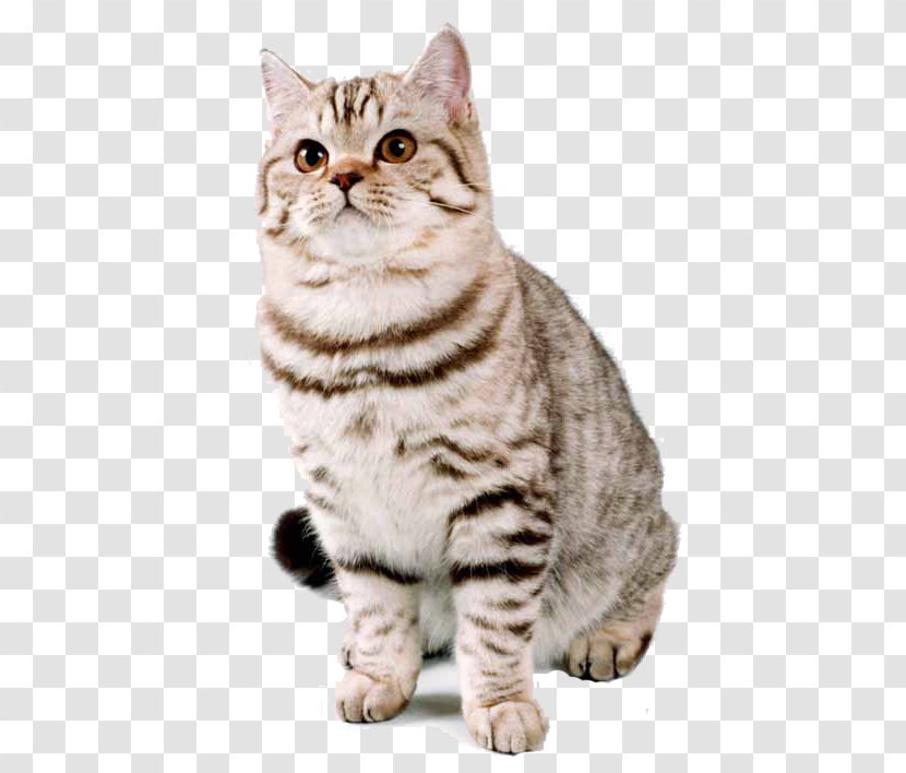 British Shorthair American Kitten Cat Breed - Whiskers Transparent PNG